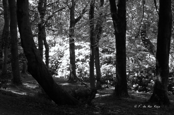 Bois des Moutiers (255) Mai 2012